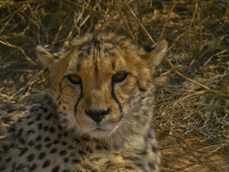 Cheetah, Okonjima